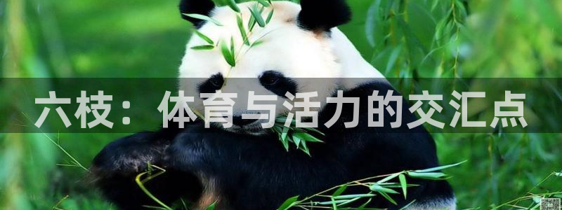 意昂4集团：六枝：体育与活力的交汇点