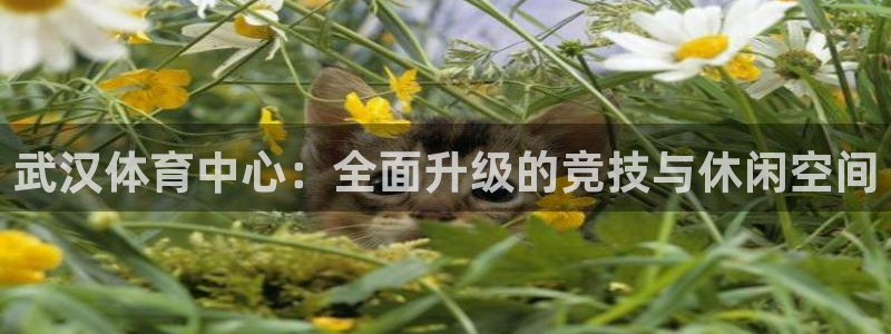 意昂体育4招商电话：武汉体育中心：全面升级的竞技与休